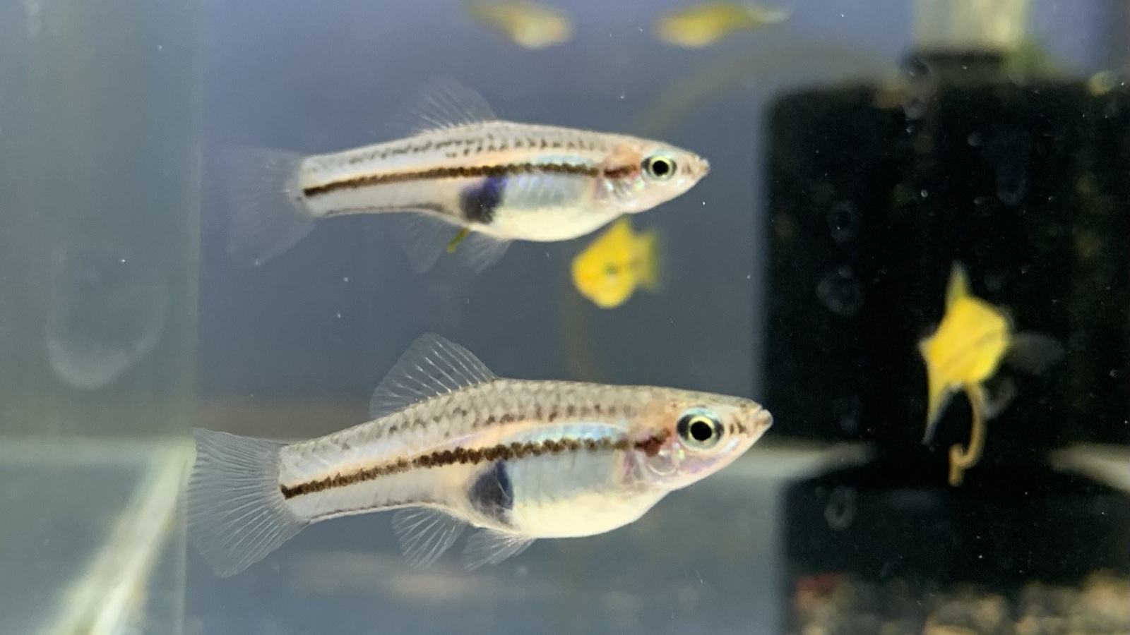 Pygmeus Xiphophorus pygmaeus - Xipho.org